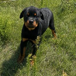 Flash - Black and mahogany male Rottweiler puppy in Parker, Colorado from Denver Rottweilers