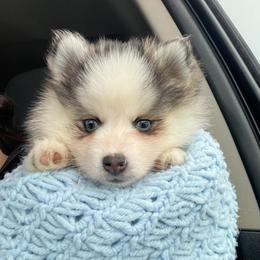 Pomsky Puppies from Dollhouse Pomskies