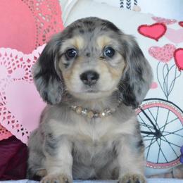 Dachshund Puppies from Dreamheart Dachshunds