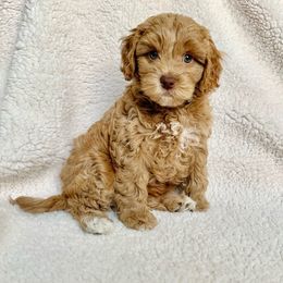 Australian Labradoodle Puppies from Lake Breeze Labradoodles