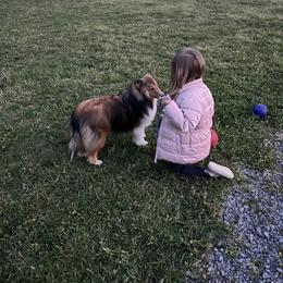 Shetland Sheepdog Puppies from Seascape Shetland Sheepdogs