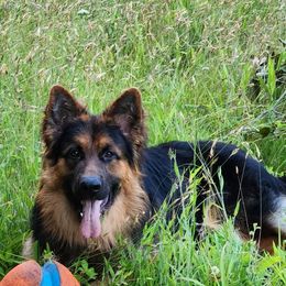 German Shepherd Puppies from Sarah Dickens