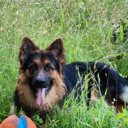 German Shepherd Puppies from Sarah Dickens