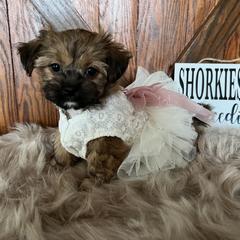 Shorkie Puppies from Shorkies R Us Breeding