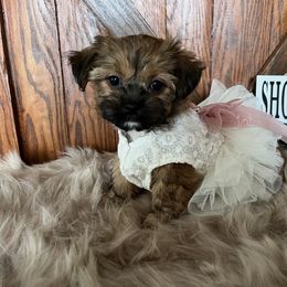 Shorkie Puppies from Shorkies R Us Breeding