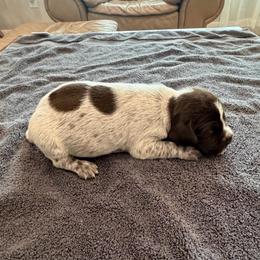 Boy 1 - Brown and gray male Wirehaired Pointing Griffon puppy in Shelley, Idaho from Western Gundogs