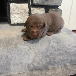Dark Blue- Male - Chocolate male Labrador Retriever puppy in Monticello, Kentucky from Cody Sullivan