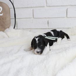 Trixie - Parti female Labradoodle puppy in Bryantown, Maryland from Doodles on Duty