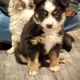 Black tri female - Black tri female Miniature Australian Shepherd puppy in Lemon Cove, California from Magic Ranch Mini Aussies