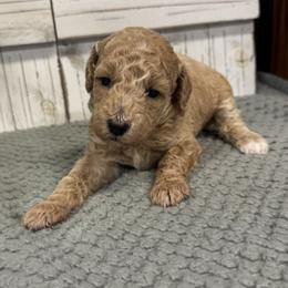 Chelsea's Purple Collar Girl 2150 - Cream female Goldendoodle puppy in Alvin, Texas from JP Southern Doodles