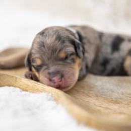 Cinderella - Blue merle female Bernedoodle puppy in Seffner, Florida from Gold Diamond Pup