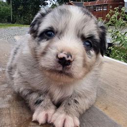 Coon - Blue merle male Miniature Australian Shepherd puppy in Pocahontas, Arkansas from Melissa's Mini Aussies