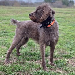 Pudelpointers from Adeline Gun Dogs