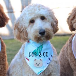Goldendoodles from Dos&CoKennels