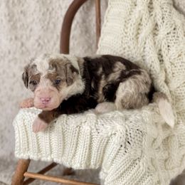 Oatmeal - Merle Bernedoodle puppy in Bremen, Indiana from Farmland Doodles