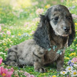 Tanner - Black male Dachshund puppy in Lincoln, Arkansas from Red Dirt Dachshunds