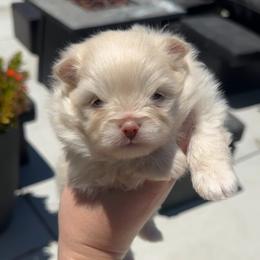 Armani - Cream male Pomeranian puppy in Menifee, California from Petite Poms Of CA
