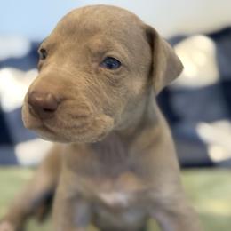 Celeste - Silver female Great Dane puppy in Hutchinson, Kansas from Dappled Danes