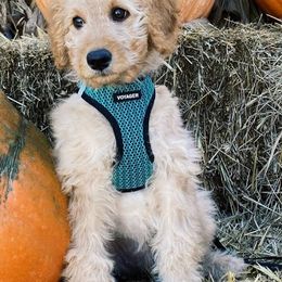 Goldendoodles from Deer Camp Doodles