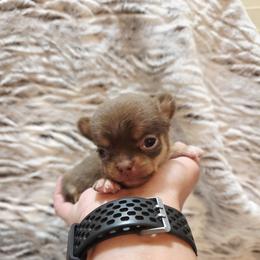 Clarice's light chocolate and tan - Chocolate and tan female Chihuahua puppy in Richmond, Virginia from Breens