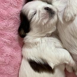 Casper - Gold and white male Shih Tzu puppy in Silver Lake, Oregon from Bling Shih Tzu