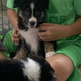 Dot (Legs) - Border Collie puppy in Jonesboro, Arkansas from Hampton Border Collies