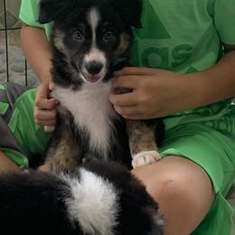 Dot (Legs) - Border Collie puppy in Jonesboro, Arkansas from Hampton Border Collies