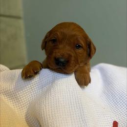 Big Red - Dark golden male Golden Retriever puppy in Maysville, North Carolina from Gold Rush Retrievers