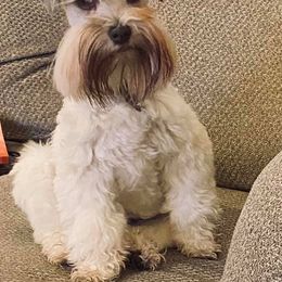 Miniature Schnauzers from Schnauzie Farms