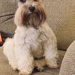 Miniature Schnauzers from Schnauzie Farms