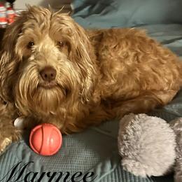 Marmee - Australian Labradoodle