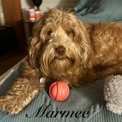 Marmee - Australian Labradoodle