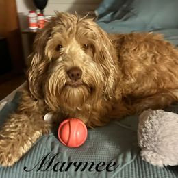 Marmee - Australian Labradoodle