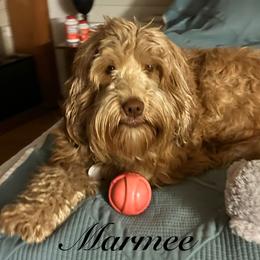 Marmee - Australian Labradoodle