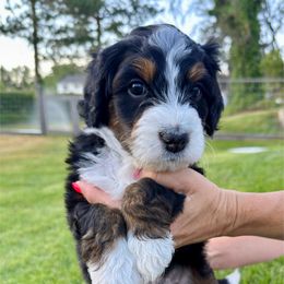 Grand - Tri-color male Bernedoodle puppy in Draper, Utah from Salt City Farm