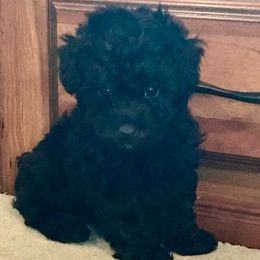 Poodles and Yorkshire Terriers from Happytales