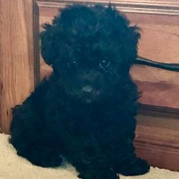 Poodles and Yorkshire Terriers from Happytales