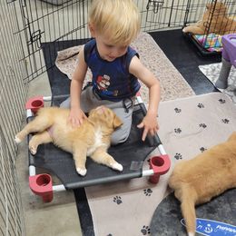 Nova Scotia Duck Tolling Retriever Puppies from Mystic Tollers