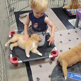 Nova Scotia Duck Tolling Retriever Puppies from Mystic Tollers