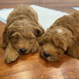 Double Doodle and Goldendoodle Puppies from GoldendoodlePaw