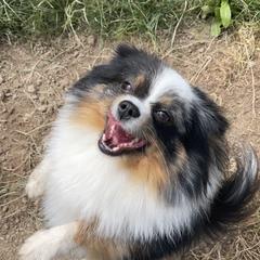 Royal - Pomeranian