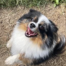 Royal - Pomeranian