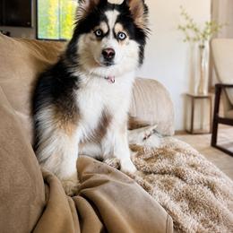 Ella or Bella - Tri-color female Pomsky puppy in Spokane Valley, Washington from Northern Blue Pomskies