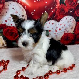 Boy 3   3300 - Black tan and white male Biewer Terrier puppy in Nicholls, Georgia from Southeast Biewers