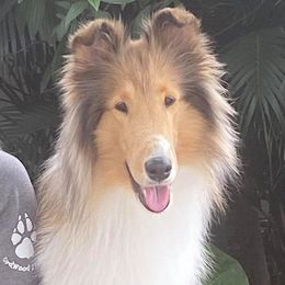 Collies from Eye Spy