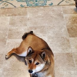 Shiba Inu from Sutton's Shiba Inus