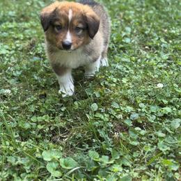 English Shepherd Puppies from Kefi Collie Co
