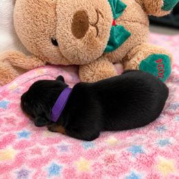 Girl 3 - Black and mahogany female Rottweiler puppy in Arizona from TRK Rottweilers