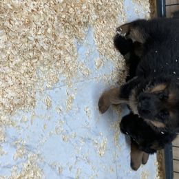 German Shepherd Puppies from Khanguard German Shepherds