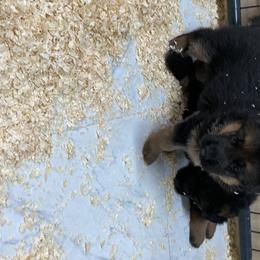 German Shepherd Puppies from Khanguard German Shepherds